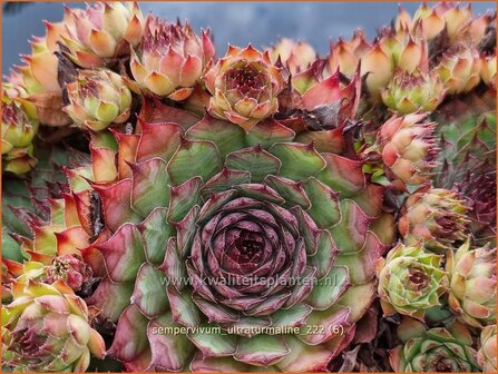 Sempervivum &#039;Ultraturmaline&#039; | Huislook, Donderblad | Hauswurz | Houseleek