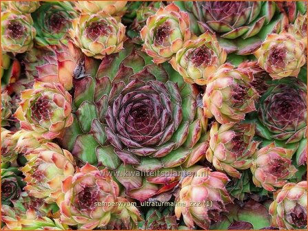 Sempervivum &#039;Ultraturmaline&#039; | Huislook, Donderblad | Hauswurz | Houseleek