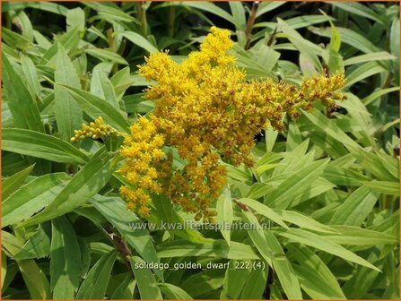 Solidago &#039;Golden Dwarf&#039; | Guldenroede | Goldrute | GoldenrodSolidago &#039;Golden Dwarf&#039; | Guldenroede | Goldrut