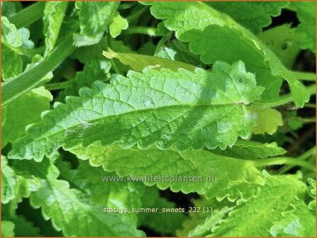 Stachys &#039;Summer Sweets&#039; | Andoorn | Ziest | Hedge Nettle