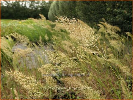 Stipa calamagrostis &#039;Lemperg&#039; | Vedergras | Silber&auml;hrengras | Silver Spike Grass