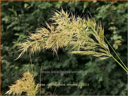 Stipa calamagrostis &#039;Lemperg&#039; | Vedergras | Silber&auml;hrengras | Silver Spike Grass