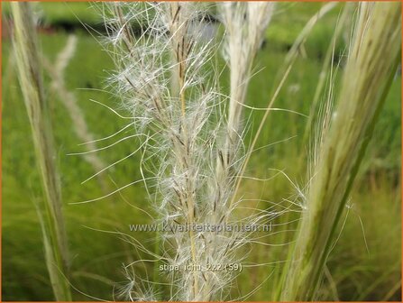 Stipa ichu | Peruviaans vedergras, Vedergras | Peruanisches Federgras | Peruvian Feather Grass