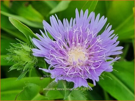 Stokesia laevis &#039;Blue Star&#039; | Korenbloemaster | Kornblumenaster | Cornflower Aster