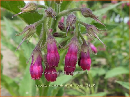 Symphytum officinale &#039;Moulin Rouge&#039; | Gewone smeerwortel, Smeerwortel | Gew&ouml;hnlicher Beinwell | Common Com