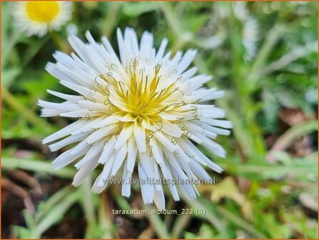 Taraxacum albidum | Paardenbloem, Molsla | Wei&szlig;er L&ouml;wenzahn | White Dandelion
