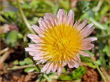 Taraxacum pseudoroseum | Paardenbloem, Molsla | Rosabl&uuml;hender L&ouml;wenzahn | Pink Dandelion