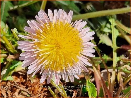 Taraxacum pseudoroseum | Paardenbloem, Molsla | Rosabl&uuml;hender L&ouml;wenzahn | Pink Dandelion