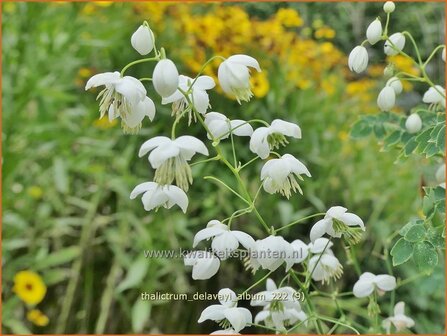 Thalictrum delavayi &#039;Album&#039; | Chinese ruit, Ruit | Delavays Wiesenraute | Chinese Meadow Rue