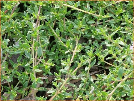 Thymus herba-barona var. citriodora | Karwijtijm, Kruiptijm, Tijm | K&uuml;mmel-Thymian | Caraway Thyme