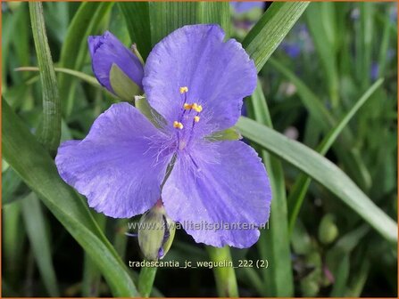 Tradescantia &#039;J.C. Weguelin&#039; | Eendagsbloem, Vaderplant, Matrozensla | Dreimasterblume | Spiderwort