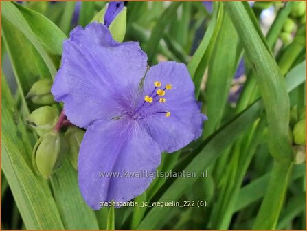 Tradescantia &#039;J.C. Weguelin&#039; | Eendagsbloem, Vaderplant, Matrozensla | Dreimasterblume | Spiderwort