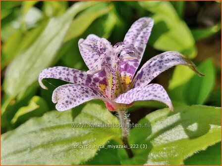 Tricyrtis hirta &#039;Miyazaki&#039; | Paddenlelie, Armeluisorchidee | Borstige Kr&ouml;tenlilie | Japanese Toad Lily