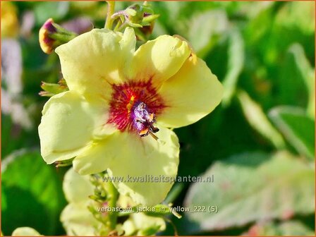 Verbascum &#039;Jackie in Yellow&#039; | Toorts | K&ouml;nigskerze | Mullein