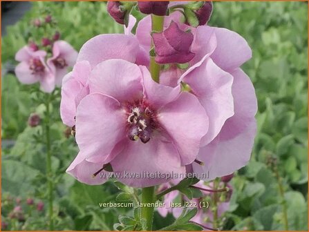 Verbascum &#039;Lavender Lass&#039; | Toorts | K&ouml;nigskerze | Mullein