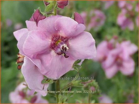 Verbascum &#039;Lavender Lass&#039; | Toorts | K&ouml;nigskerze | Mullein