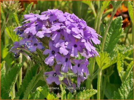 Verbena 'La France' | IJzerhard | Eisenkraut | Vervain