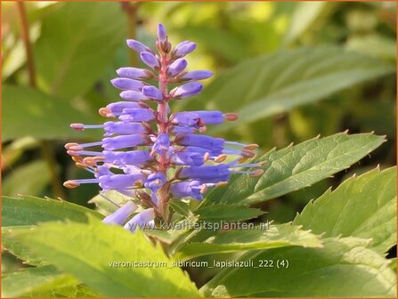 Veronicastrum sibiricum &#039;Lapislazuli&#039; | Zwarte ereprijs, Virginische ereprijs | Asiatischer Kandelaberehrenpreis 