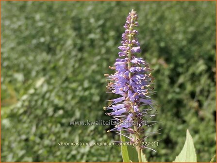 Veronicastrum virginicum &#039;Amethyst&#039; | Virginische ereprijs, Zwarte ereprijs, Naaldereprijs | Kandelaberehrenpreis