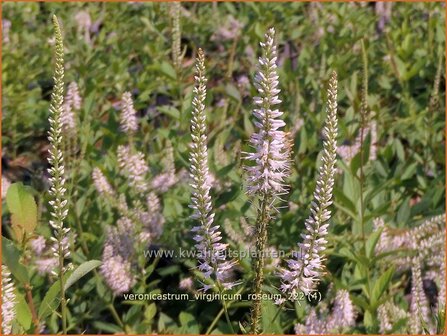 Veronicastrum virginicum &#039;Roseum&#039; | Virginische ereprijs, Zwarte ereprijs, Naaldereprijs | Kandelaberehrenpreis | Cul