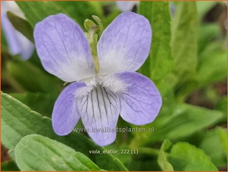 Viola elatior | Slank melkviooltje, Viooltje | Hohes Veilchen | Tree Violet