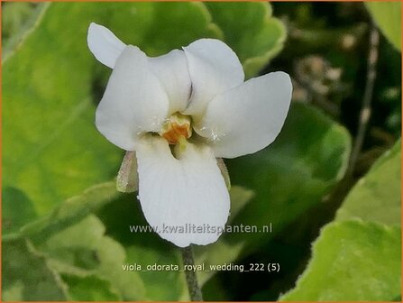 Viola odorata &#039;Royal Wedding&#039; | Maarts viooltje, Welriekend viooltje, Viooltje | Duftveilchen | Sweet Violet