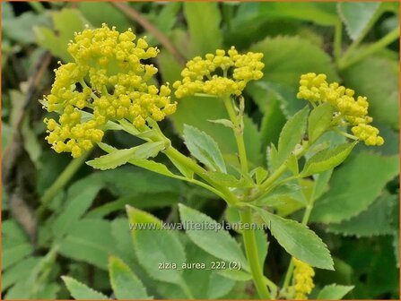 Zizia aurea | Gouden Alexanderbloem | Goldener Alexander | Golden Alexanders