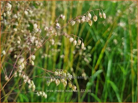 Briza media &#039;Tinkerbell&#039; | Trilgras, Bevertjes | Gew&ouml;hnliches Zittergras | Common Quaking Grass
