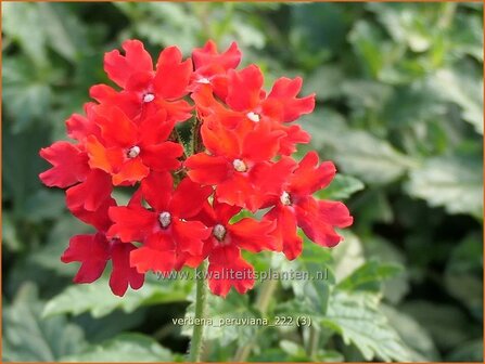 Verbena peruviana | IJzerhard | Peruanisches Eisenkraut | Peruvian Mock Vervain