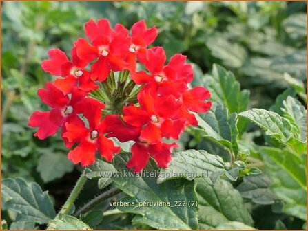 Verbena peruviana | IJzerhard | Peruanisches Eisenkraut | Peruvian Mock Vervain