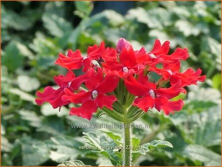 Verbena peruviana | IJzerhard | Peruanisches Eisenkraut | Peruvian Mock Vervain