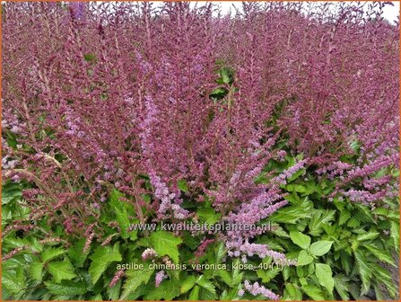 Astilbe chinensis 'Veronica Klose' | Pluimspirea, Spirea | Chinesische Prachtspiere | Chinese Astilbe