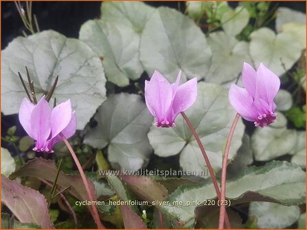Cyclamen hederifolium 'Silver Me Pink' | Herfstcyclaam, Napolitaanse cyclaam, Cyclaam, Tuincyclaam | Herbst-Alp