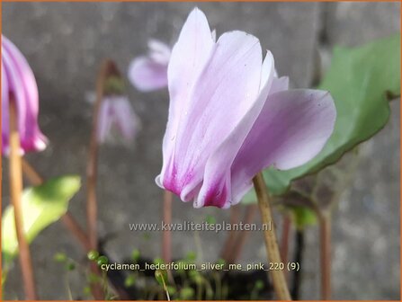Cyclamen hederifolium 'Silver Me Pink' | Herfstcyclaam, Napolitaanse cyclaam, Cyclaam, Tuincyclaam | Herbst-Alp