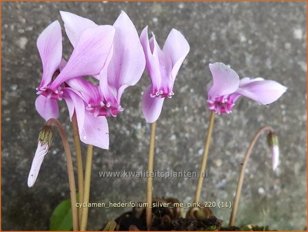 Cyclamen hederifolium 'Silver Me Pink' | Herfstcyclaam, Napolitaanse cyclaam, Cyclaam, Tuincyclaam | Herbst-Alp