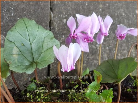Cyclamen hederifolium 'Silver Me Pink' | Herfstcyclaam, Napolitaanse cyclaam, Cyclaam, Tuincyclaam | Herbst-Alp