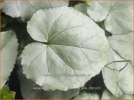 Cyclamen hederifolium 'Silver Me Pink' | Herfstcyclaam, Napolitaanse cyclaam, Cyclaam, Tuincyclaam | Herbst-Alp