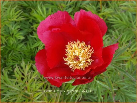 Paeonia 'Merry Mayshine' | Pioenroos | Pfingstrose