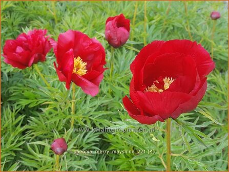 Paeonia &#039;Merry Mayshine&#039; | Pioenroos | Pfingstrose