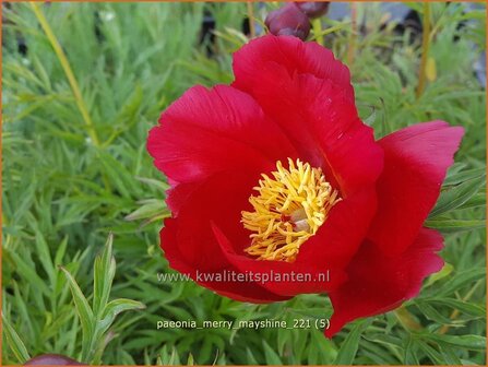 Paeonia &#039;Merry Mayshine&#039; | Pioenroos | Pfingstrose