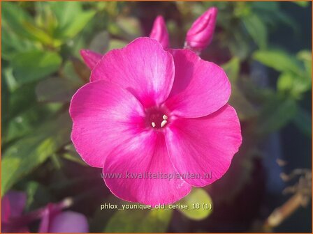 Phlox &#039;Younique Old Cerise&#039; | Hoge vlambloem, Vlambloem, Flox, Floks | Hohe Flammenblume