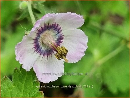 Geranium phaeum &#039;Wendy&#039;s Blush&#039; | Donkere ooievaarsbek, Ooievaarsbek, Tuingeranium, Geranium | Brauner Sto