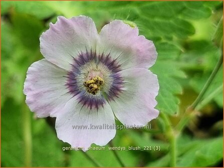 Geranium phaeum &#039;Wendy&#039;s Blush&#039; | Donkere ooievaarsbek, Ooievaarsbek, Tuingeranium, Geranium | Brauner Sto