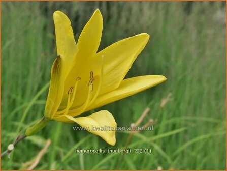 Hemerocallis thunbergii | Daglelie | Thunbergs Taglilie | Late Yellow Daylily