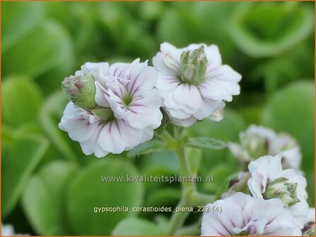 Gypsophila cerastioides &#039;Plena&#039; | Grootbloemig kuikenkruid, Gipskruid | Himalaya-Schleierkraut | Baby&#039;s Br