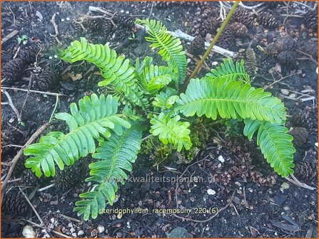 Pteridophyllum racemosum | Bosrandpapaver, Schijnvaren | Waldrand Mohn | Woodland Poppy