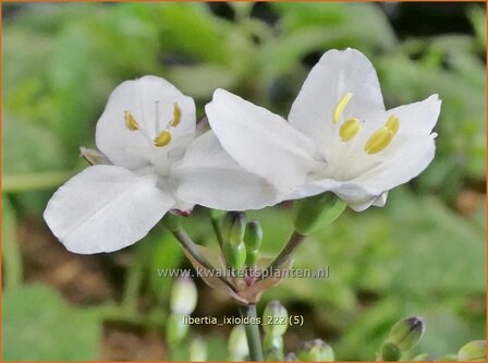 Libertia ixioides | Nieuw-Zeelandse iris | Neuseeland Iris | New Zealand Satin Flower