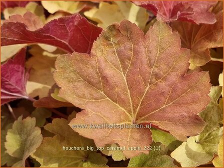 Heuchera &#039;Big Top Caramel Apple&#039; | Purperklokje | Purpurgl&ouml;ckchen | Coral Bells