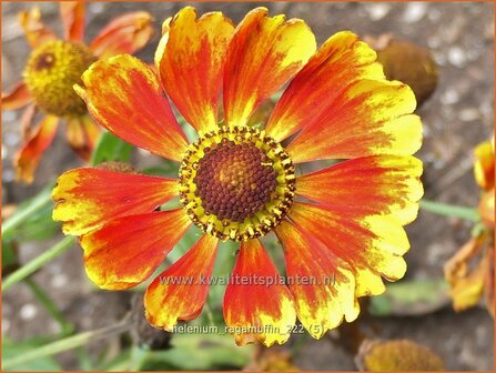 Helenium 'Ragamuffin' | Zonnekruid | Sonnenbraut | Helen's Flower