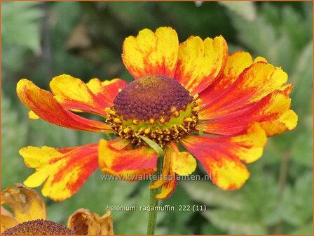 Helenium &#039;Ragamuffin&#039; | Zonnekruid | Sonnenbraut | Helen&#039;s Flower